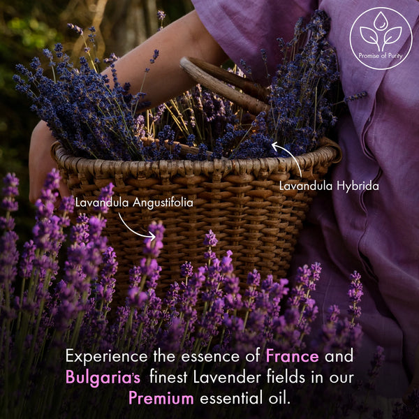 
  
    Lavender Essential Oil | 100% Pure and Natural | 1 fl oz
  
