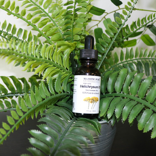 Helichrysum Essential Oil (1oz) - Majestic Pure Cosmeceuticals